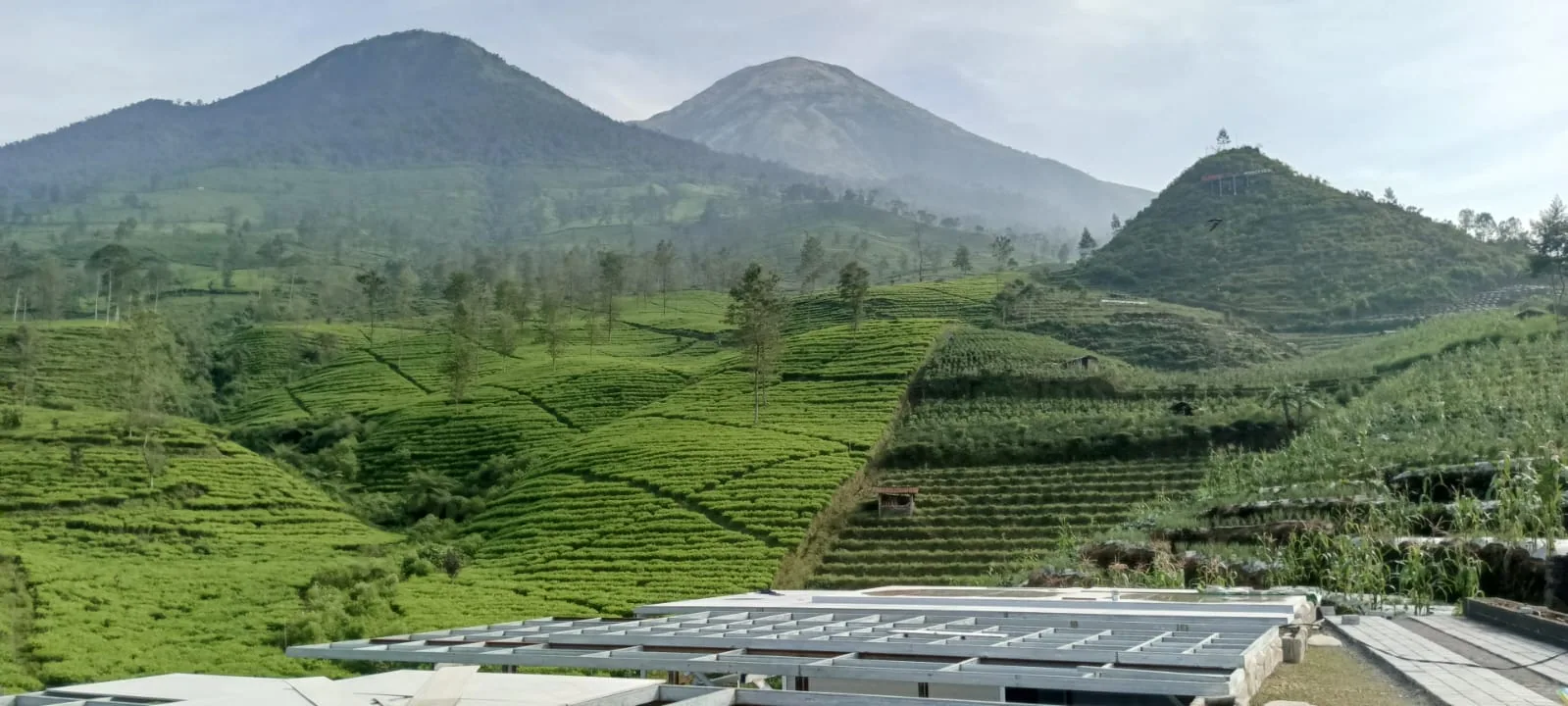 Foto asli perkebunan dan gunung di Wonosobo